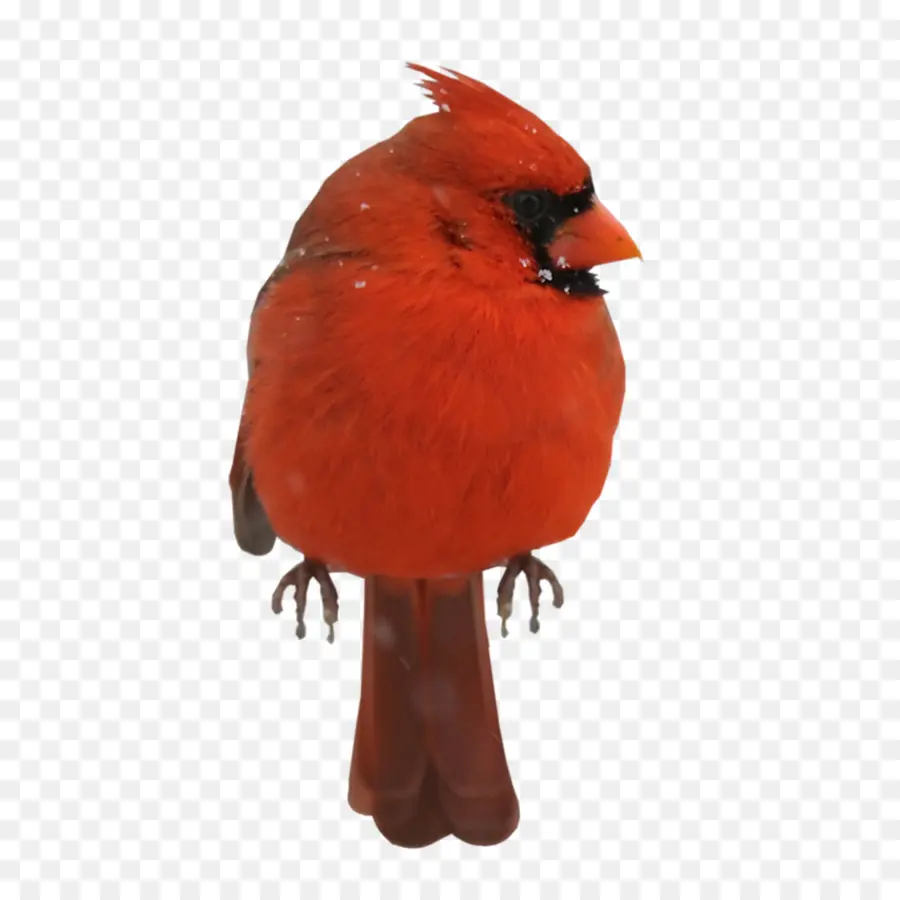 Kuş，Yerli Güvercin PNG