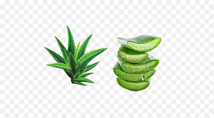 Aloe Vera，Yeşil PNG