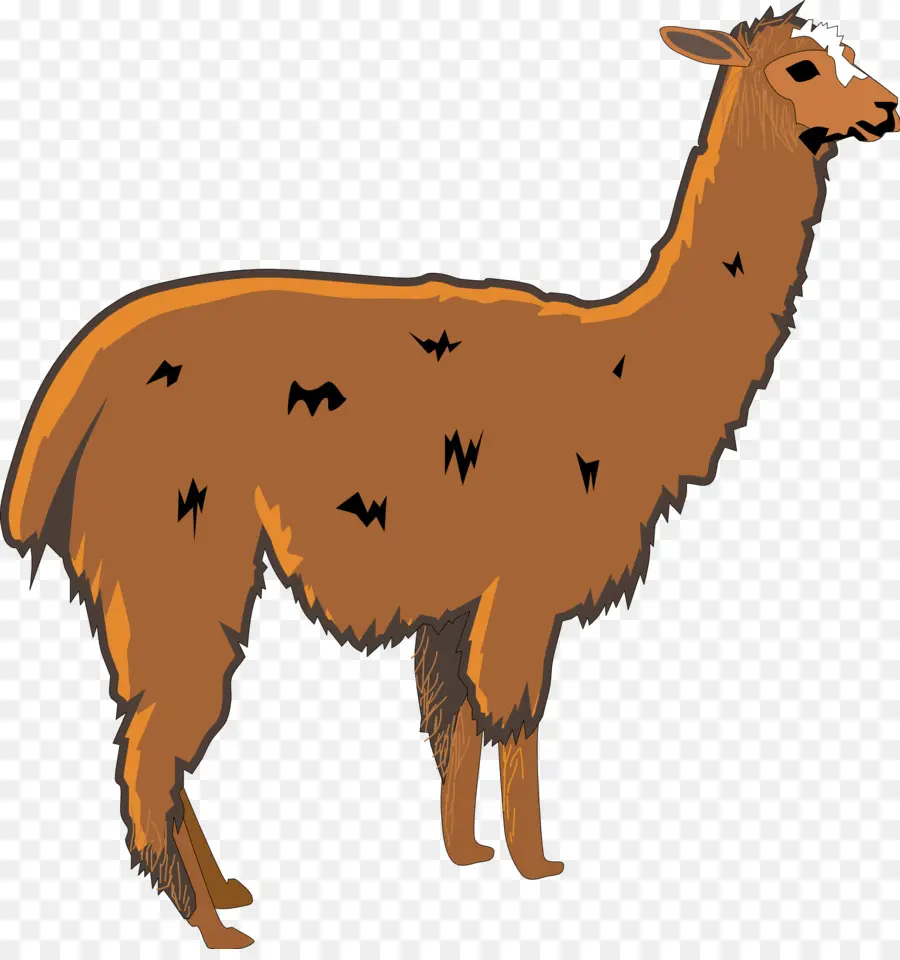 Lama，Kahverengi PNG