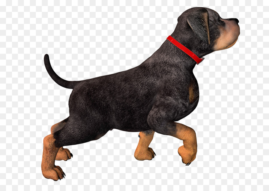 Köpek Yavrusu，Köpek PNG