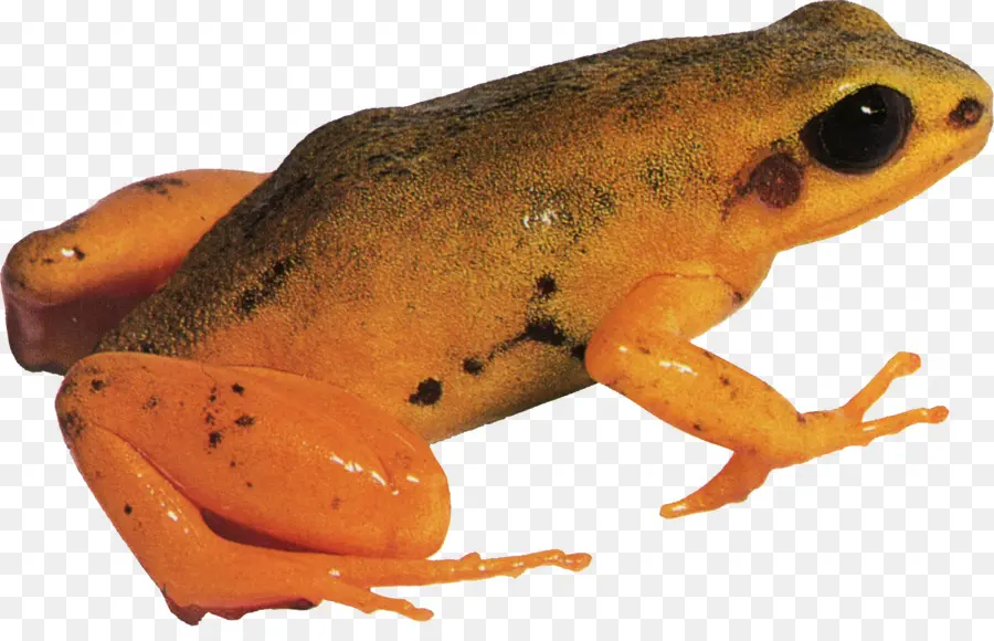 Amerikan Bullfrog，Kurbağa PNG