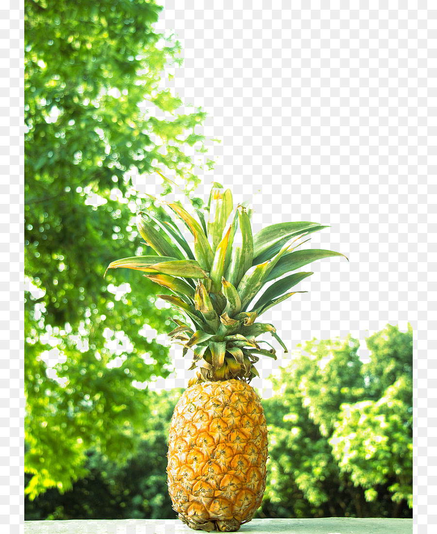 Ananas，Tropikal PNG