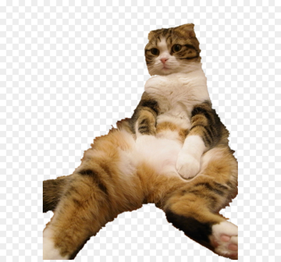 Kedi，Evcil Hayvan PNG