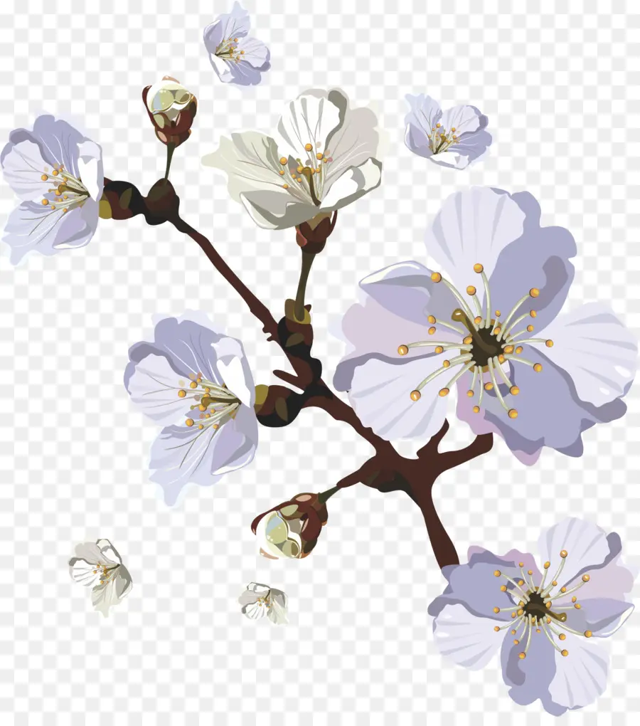 çiçeği，Kiraz çiçeği PNG