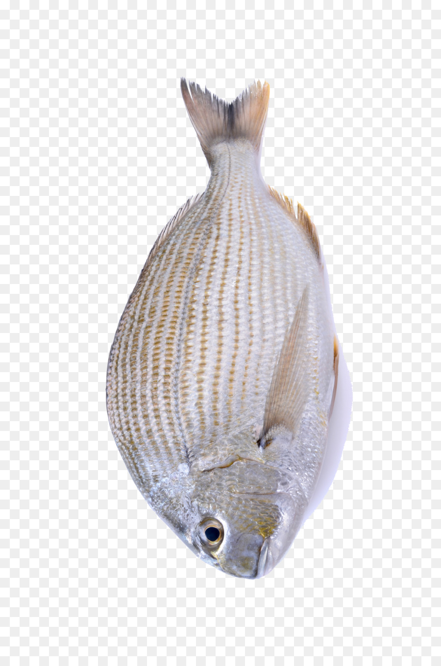 Deniz ürünleri，Balık PNG