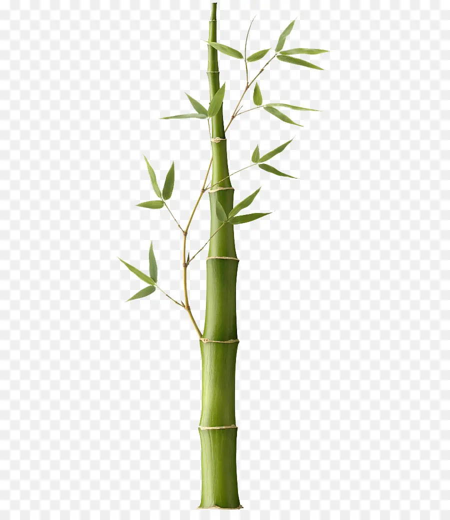 Pleioblastus，Bambu PNG