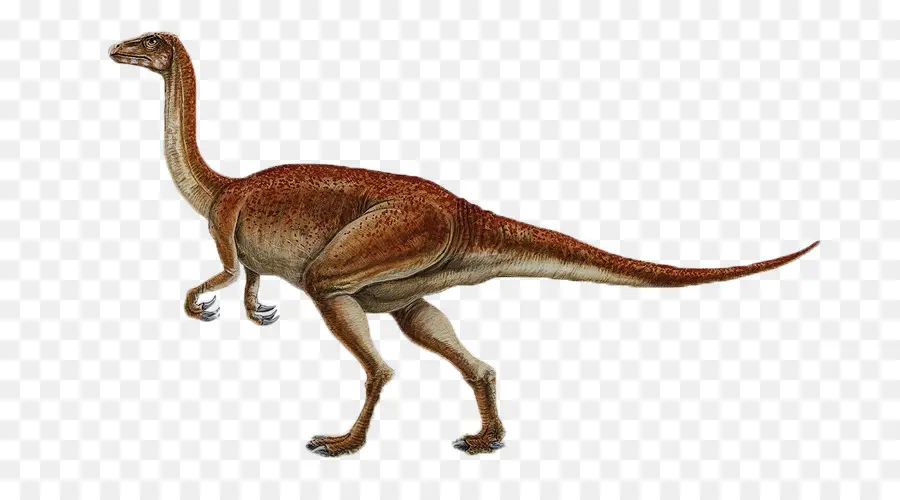 Segnosaurus，Dinozor Boyutu PNG