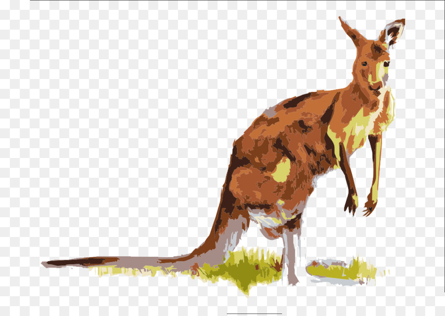 Kanguru，Macropodidae PNG