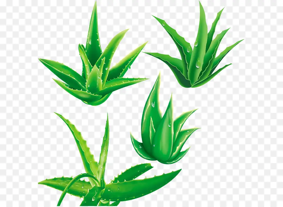 Aloe Vera，Yeşil PNG