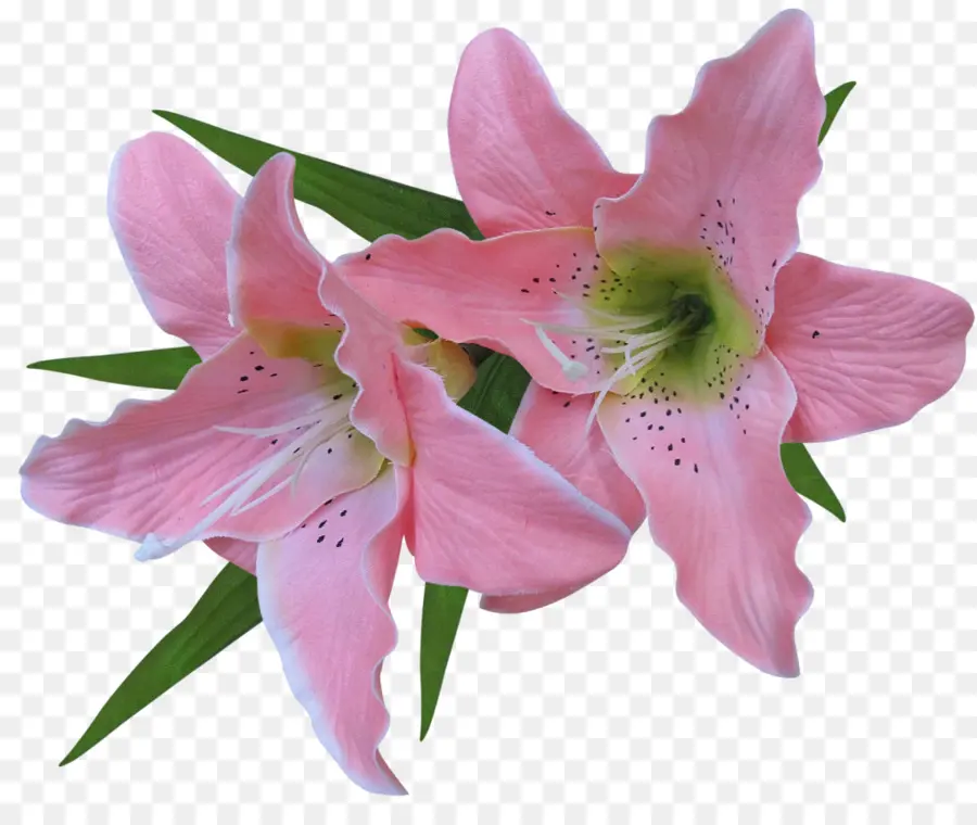 Kaplan Lily，Paskalya Lily PNG