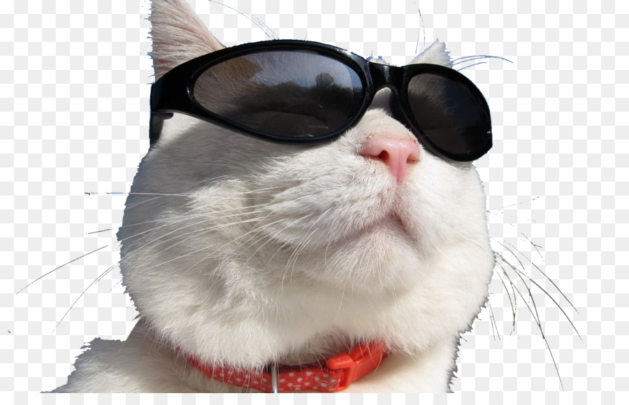 Güneş Gözlüklü Kedi，Kedi PNG