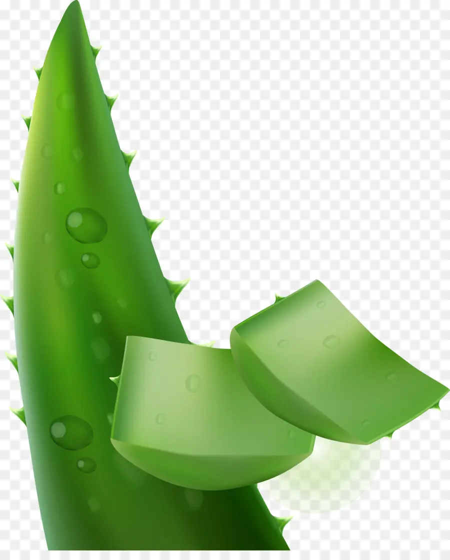 Aloe Vera，Yeşil PNG