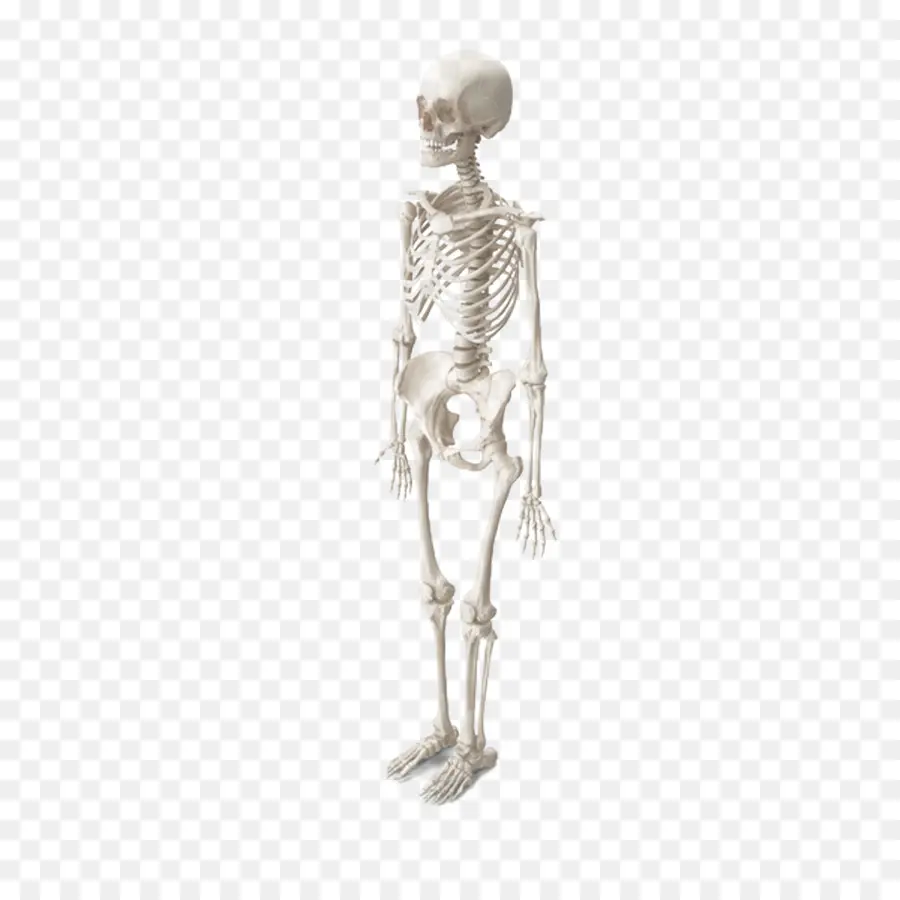 Ayı İskeleti，Hayvan PNG