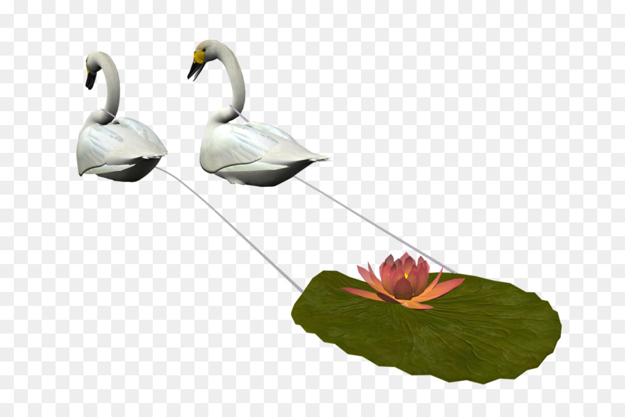 Kuş，Tundra Swan PNG