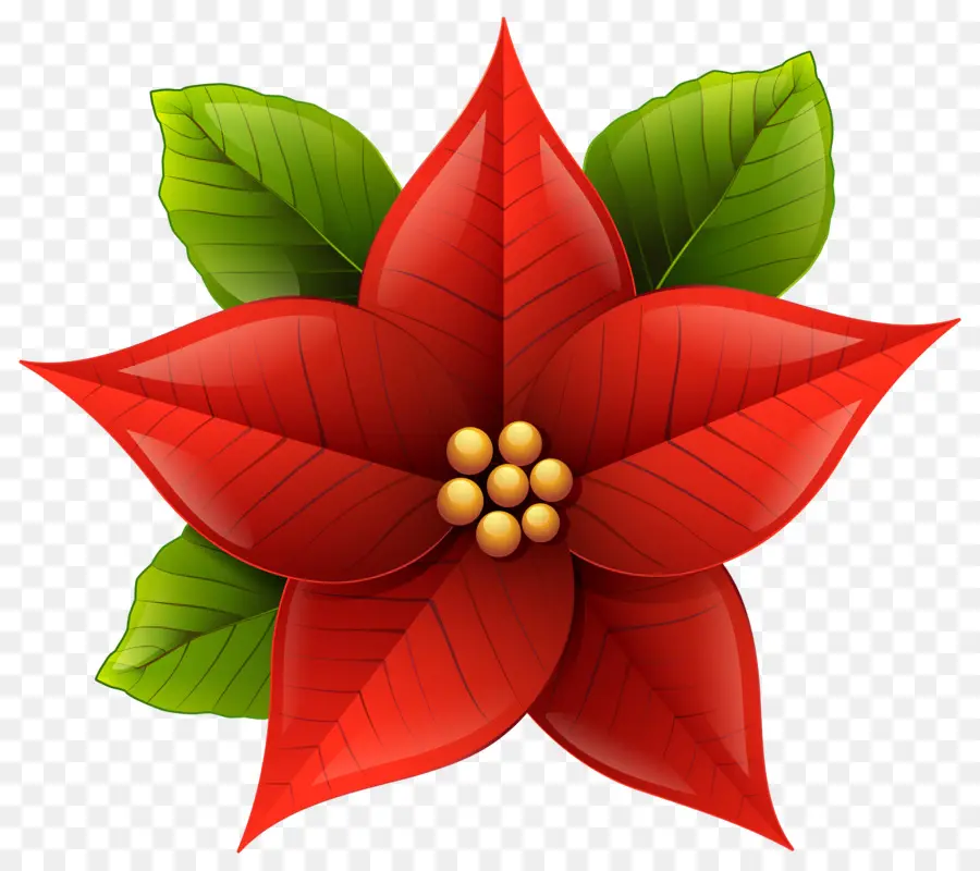 Poinsettia，Noel PNG