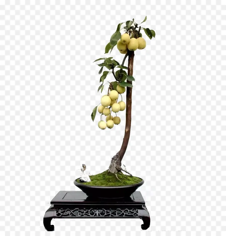 Bonsai Ağacı，Meyve PNG