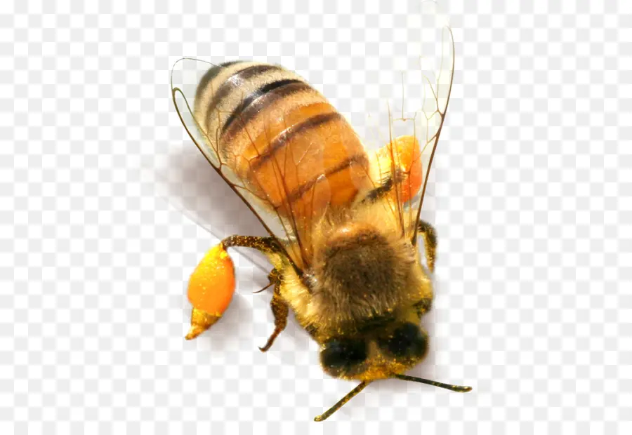 Arı，Böcek PNG
