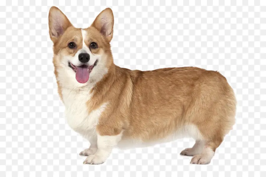 Corgi，Köpek PNG