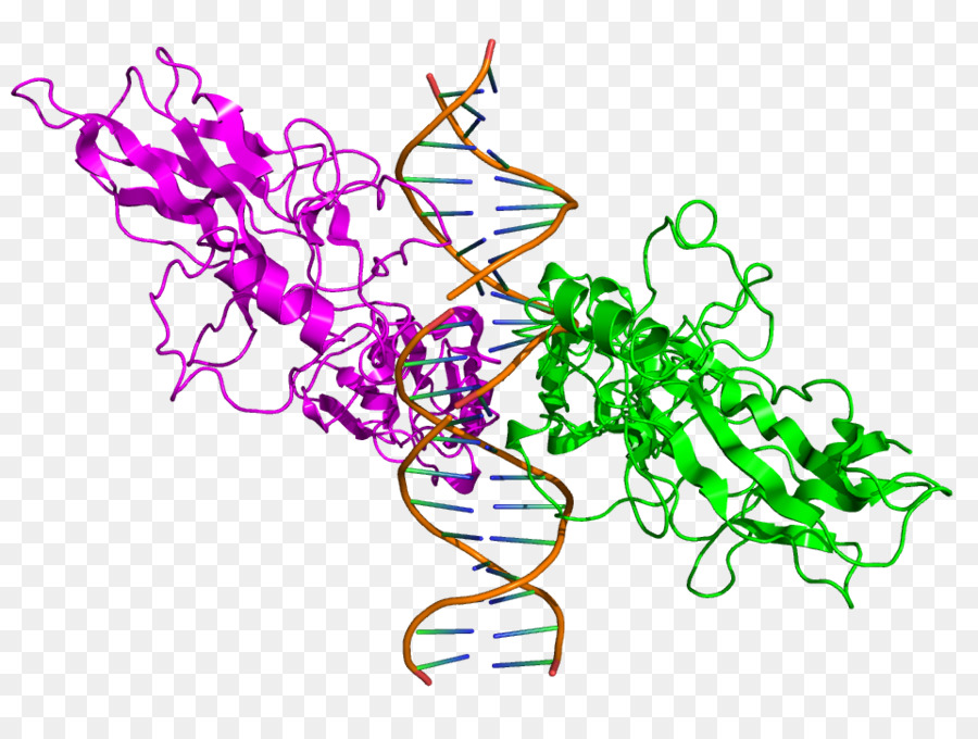 Dna Yapısı，Genetik PNG