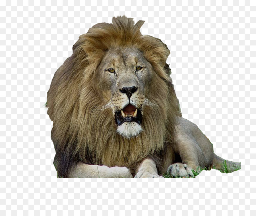 Aslan，Yele PNG