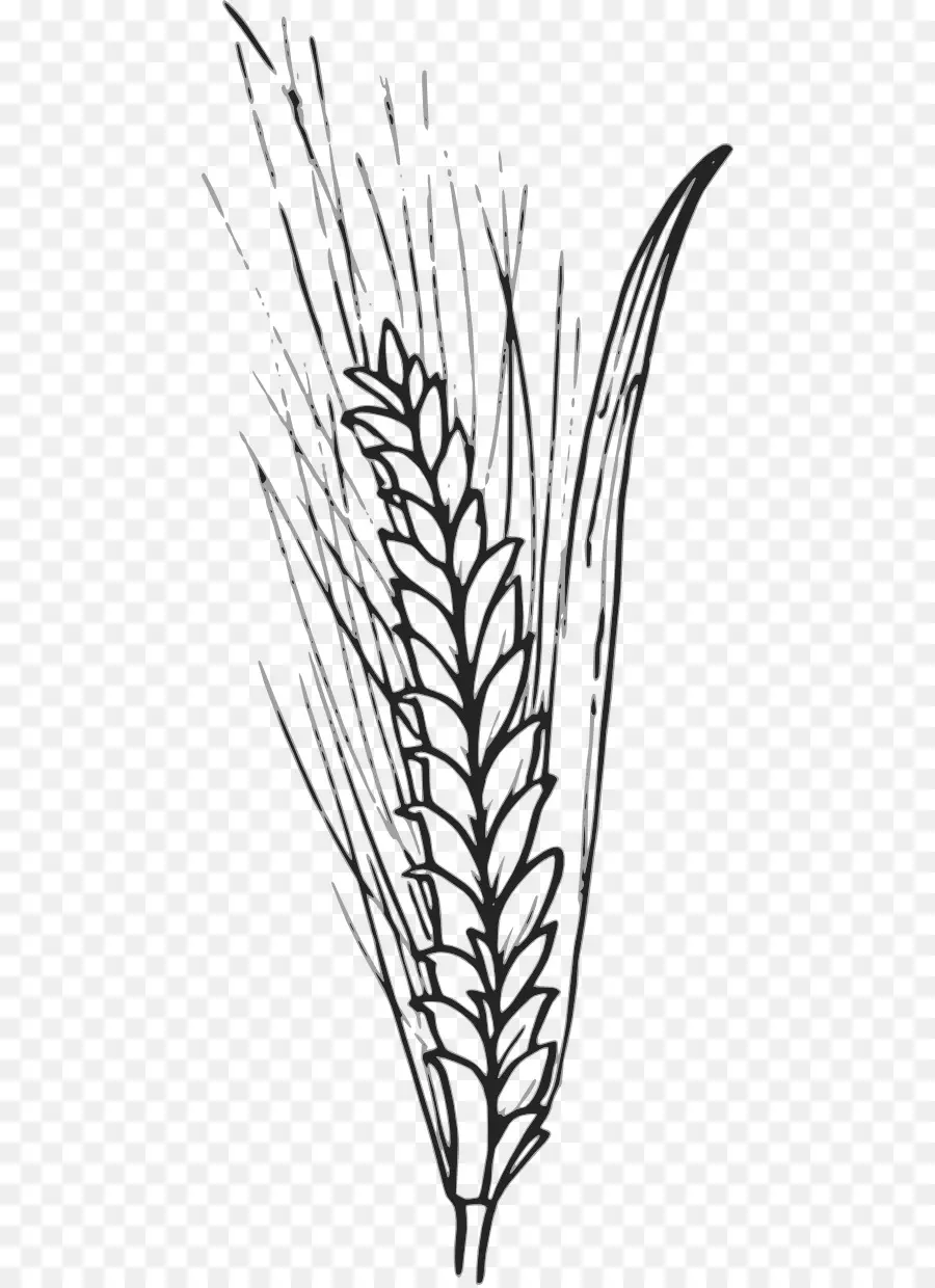 Buğday，Mısır Gevreği PNG