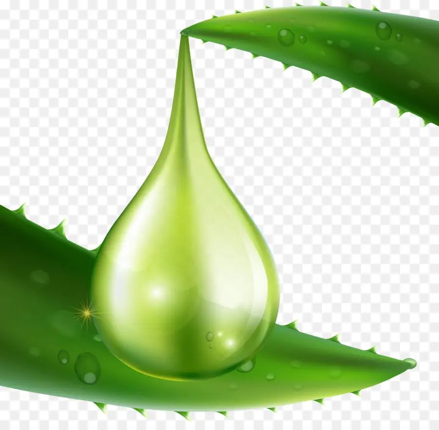 Aloe Vera，Yaprak PNG