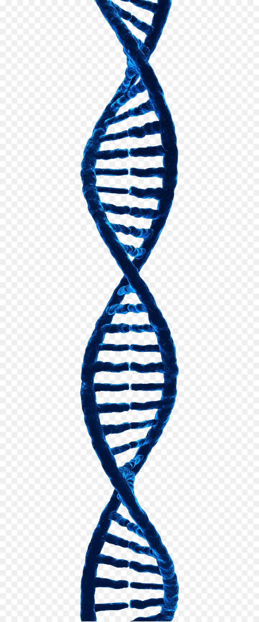 Dna İpliği，Genetik PNG