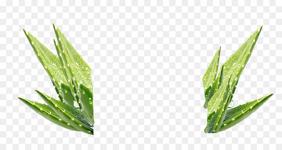 Aloe Vera，Kimyasal Element PNG