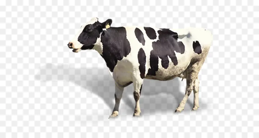 Sığır，Süt PNG