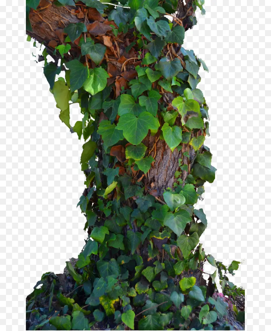 Ağaç，Parthenocissus Tricuspidata PNG