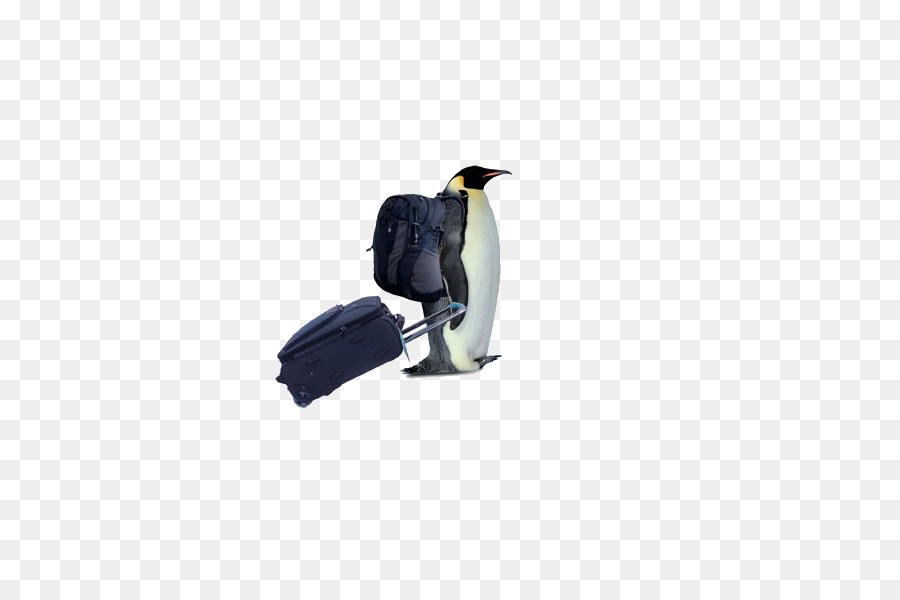 Penguen，Güney Kutbu PNG