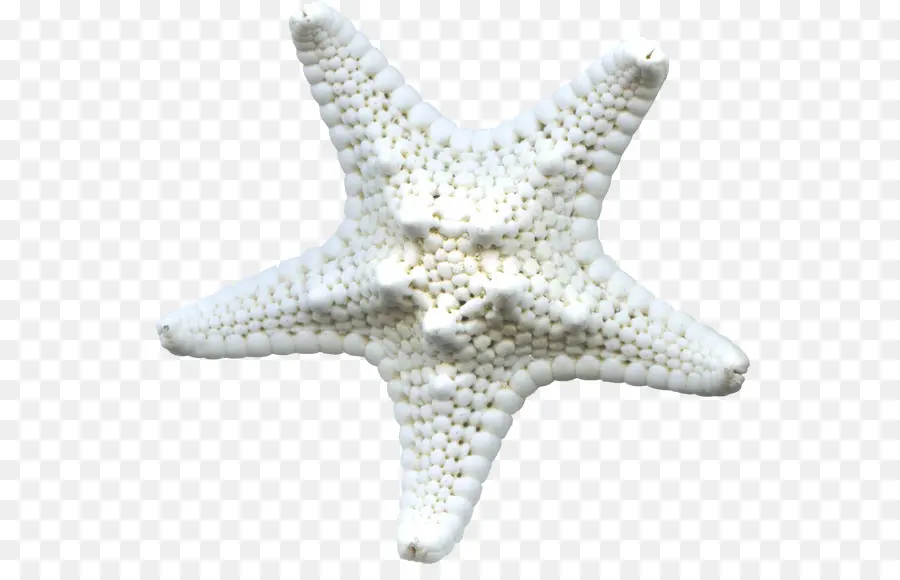 Denizyıldızı，Beyaz PNG