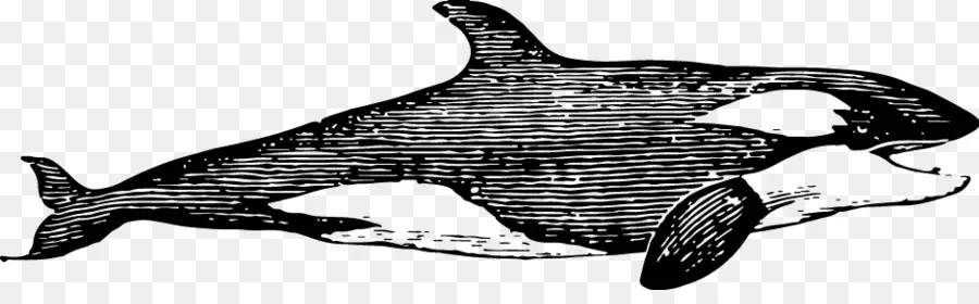 Yunus，Köpekbalığı PNG