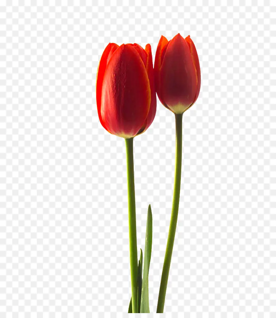 Tulipa Gesneriana，çiçek PNG