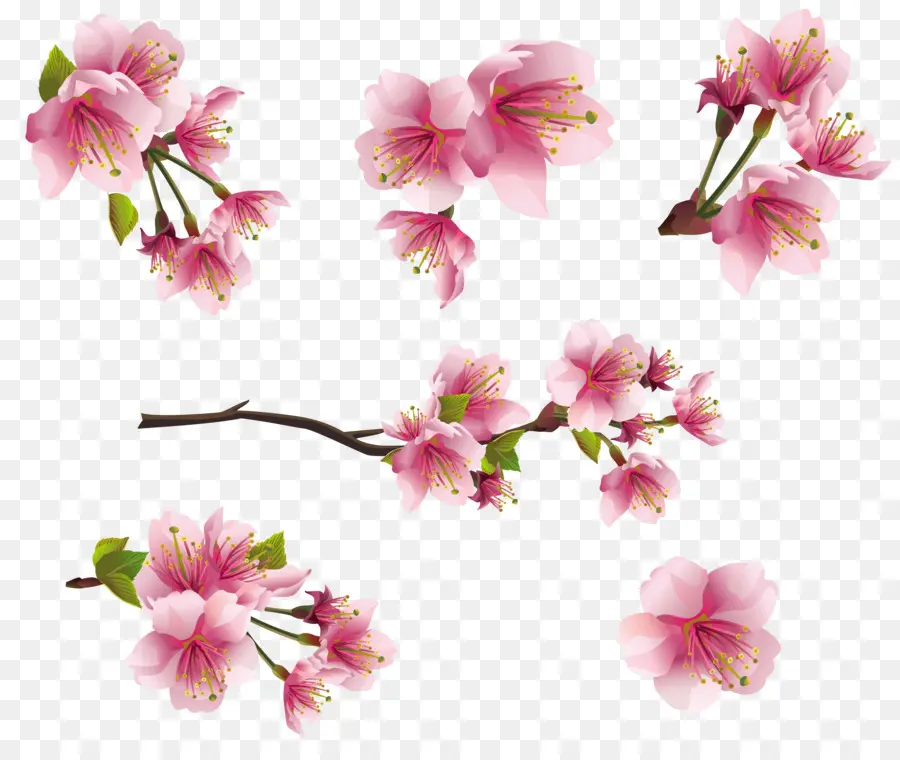 çiçek，çiçeği PNG
