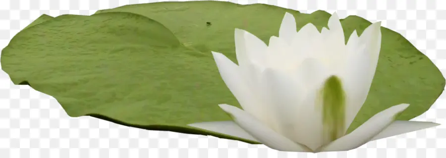 Lotus，Çiçek PNG