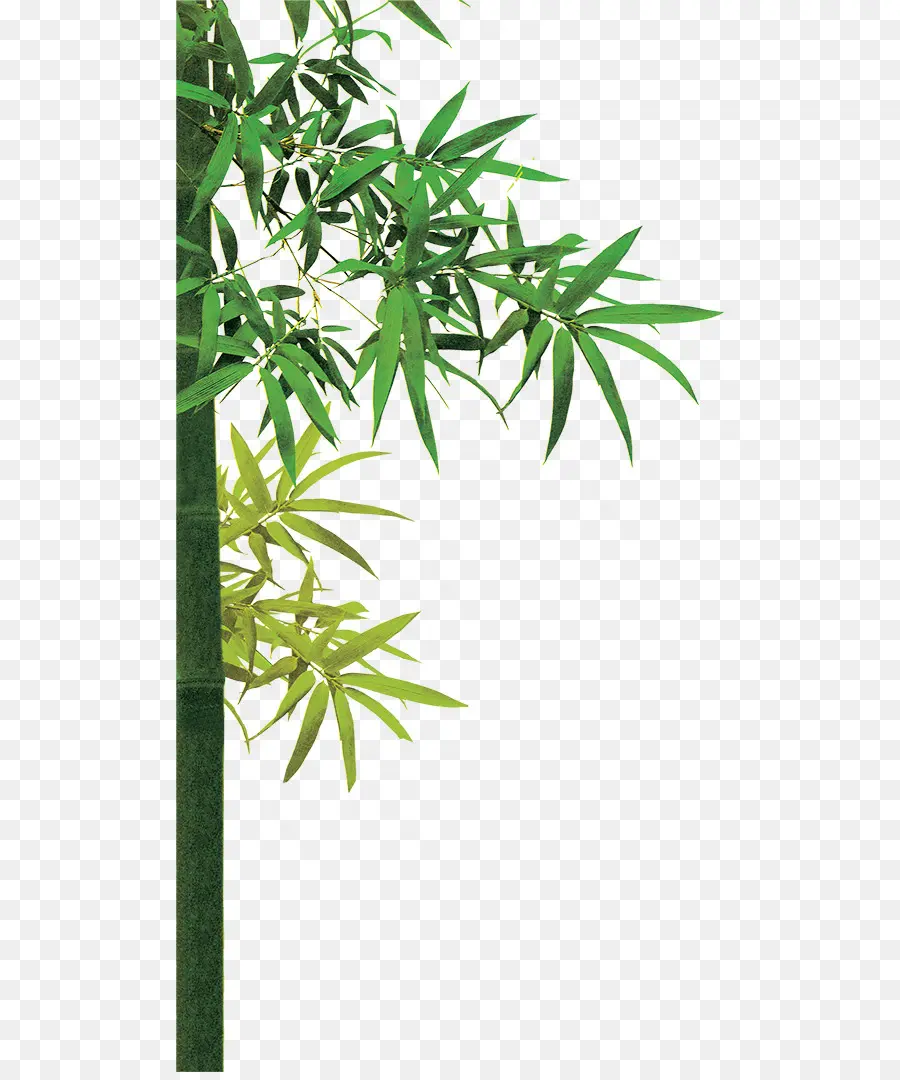 Bambu，ömer özçelik PNG