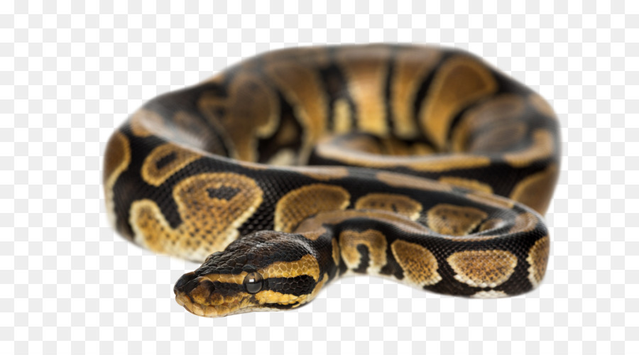 Top Piton Yilani Piton Molurus Birmanya Python Stok Fotograf Yerlesmis Yilan Seffaf Png Goruntusu