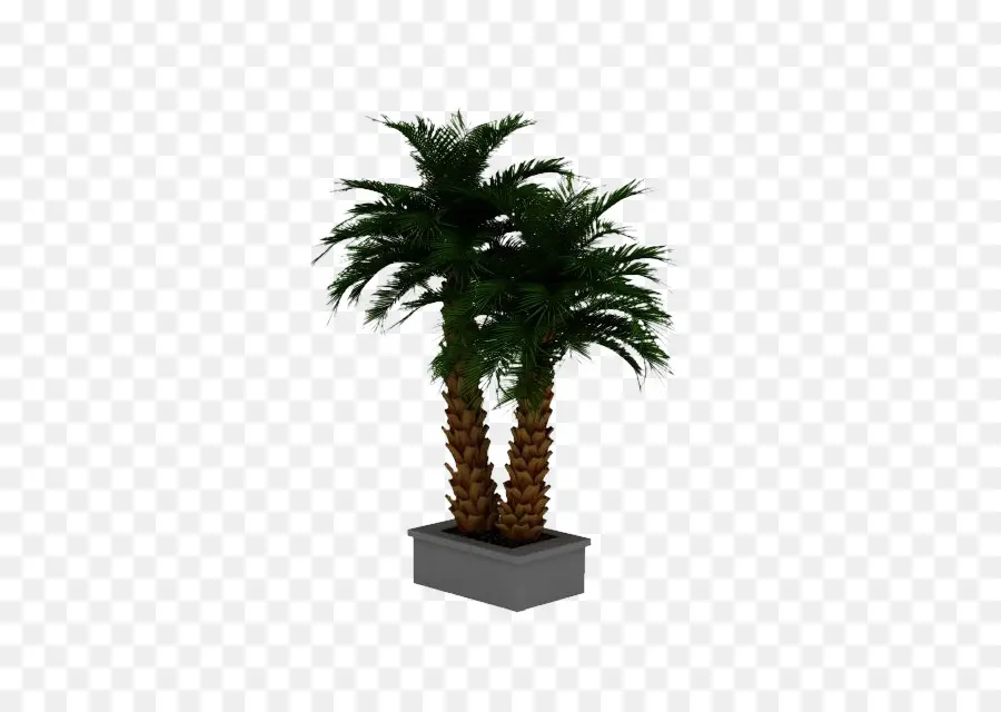 Hurma，Arecaceae PNG