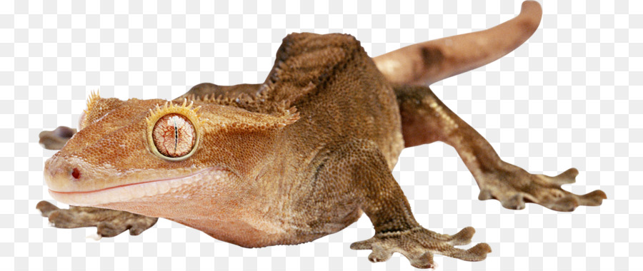 Geko，Kertenkele PNG