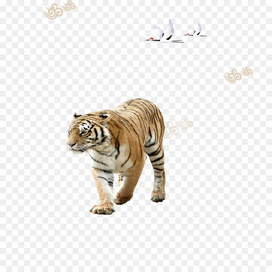 Kaplan，Büyük Kedi PNG