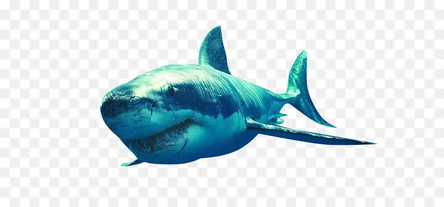 Köpekbalığı，Bruce PNG