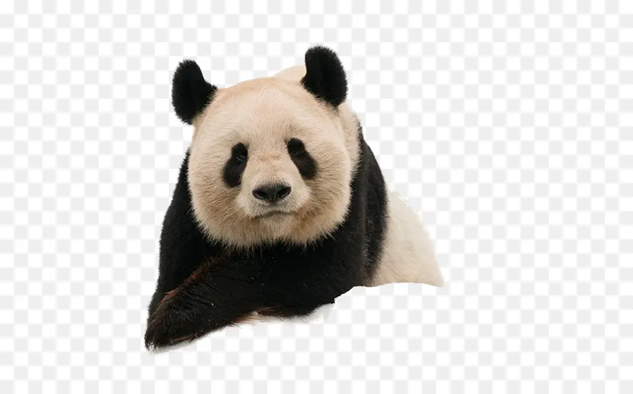 Dev Panda，Kırmızı Panda PNG