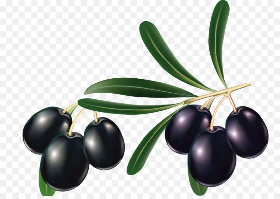 Zeytin，Siyah PNG