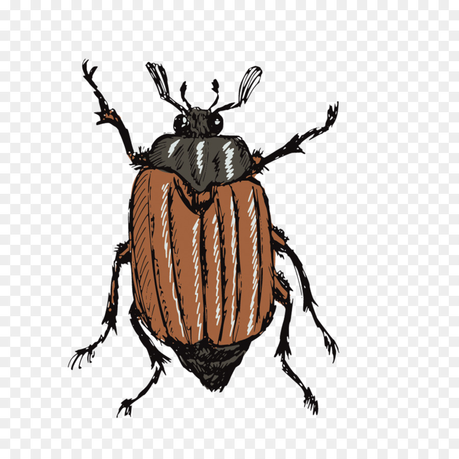 çizim，Mayıs Böceği PNG