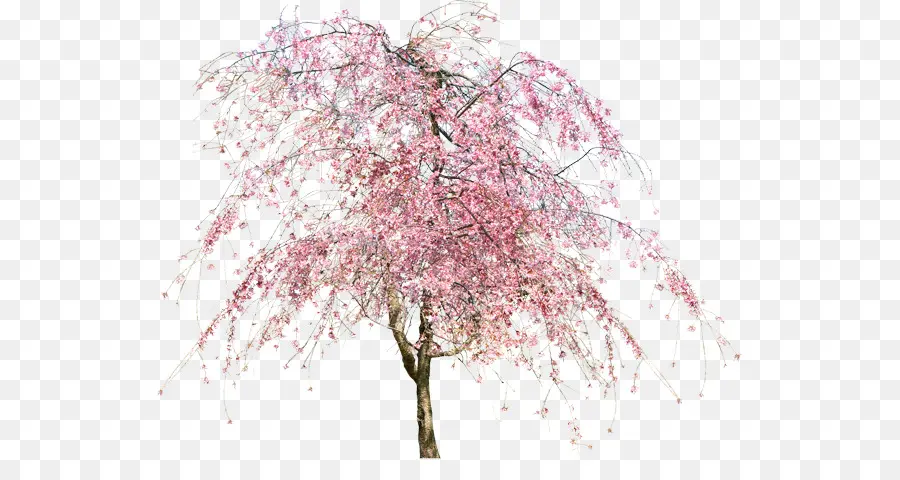 Ağaç，çiçeği PNG