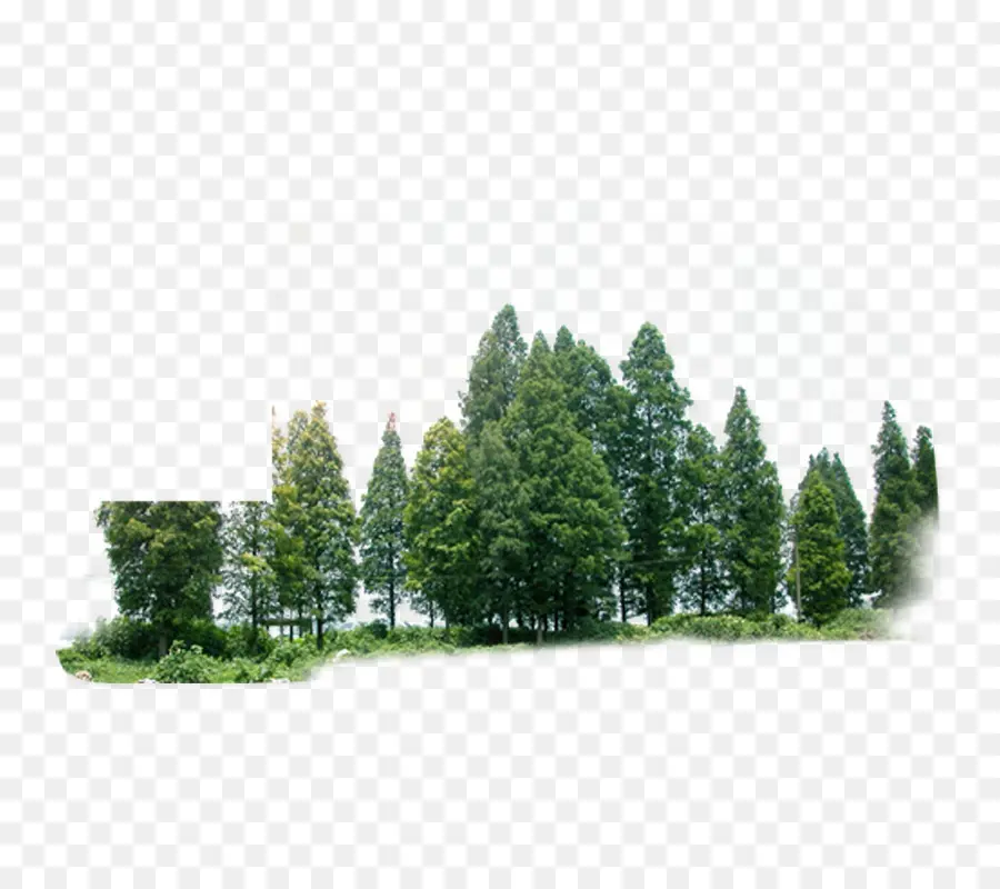 Ağaç，Orman PNG