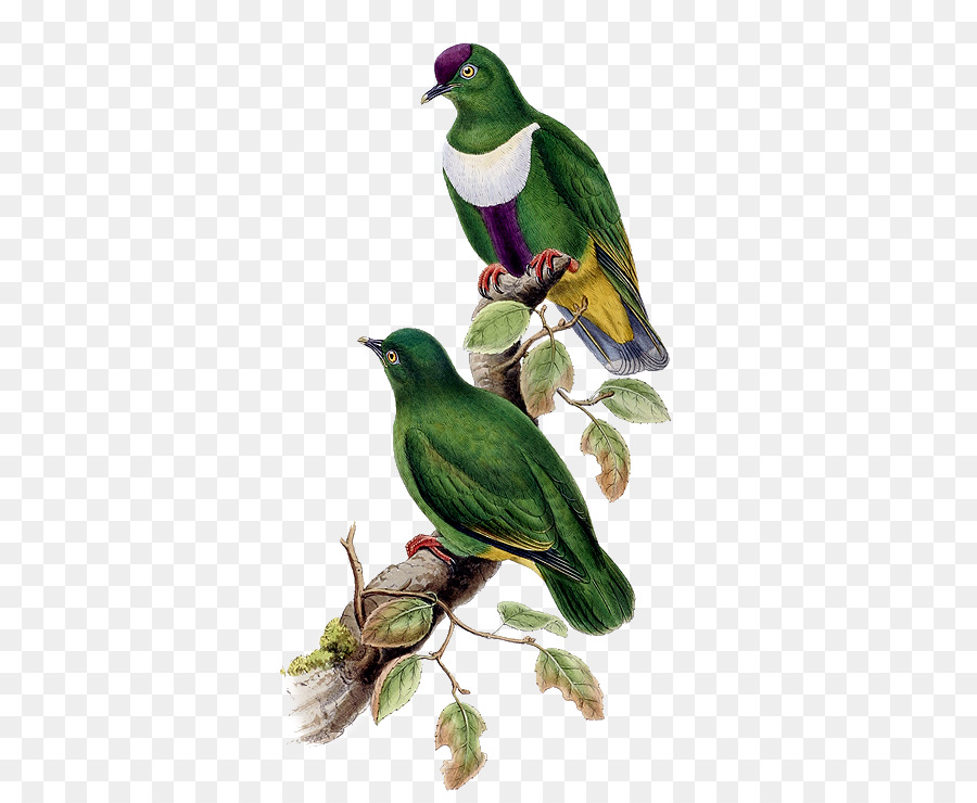 Kuş，Whitebibbed Meyve Güvercin PNG