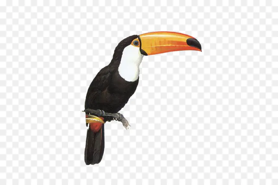 Tukan，Papağan PNG