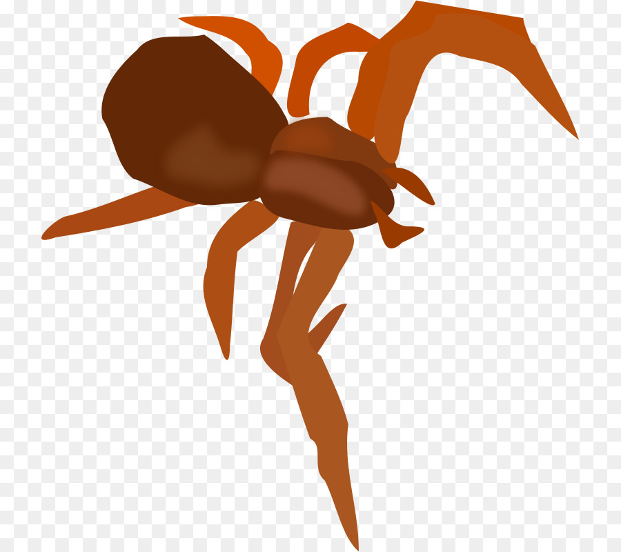 örümcek，Ücretsiz Içerik PNG